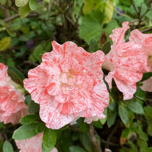 semillas de rododendro, azalea, colgantes de primaveral sombra trepadoras balcón jardín interior en extremadamente resistentes 60pcs