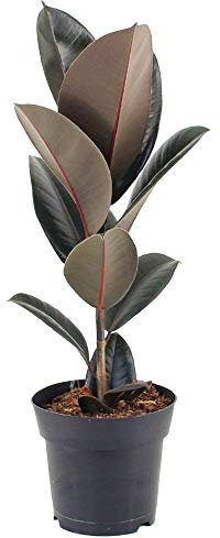 Ficus Abidjan Indoor Rubber Plant for Home or Office - House Plants in Pot, Ideal for Home Decor - Air Purifying, Dark Foliage Plants (30-40cm with Pot)