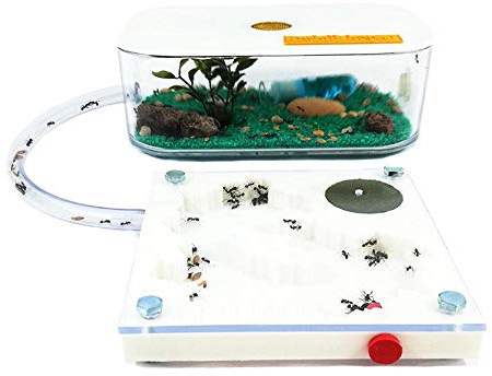 ANTHILLSHOP Ant Farm - Ameisenfarm 3D New Educational Ant Farm - Formicarium for LIVE Ants - Kit 3D 10x10 (Ameisen mit Königin Free)