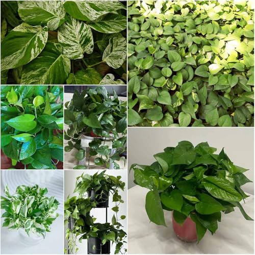 semillas de hiedra Decoración de oficina, resistentes para jardín decorativas perennes resistentes jardín perennes 250pcs
