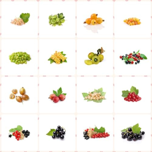 200 piezas semillas de grosella espinosa, regalos para los amantes del jardín grosella espinosa, Ribes uva crispa bonsai árboles comprar regalos de agradecimiento pequeños regalos