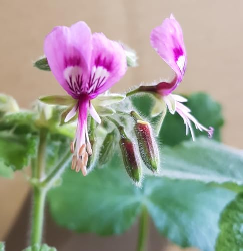 Pelargonium papilionaceum/Géranium au parfum de citron/Conteneur de 3 à 4 litres/Vivace Odorante