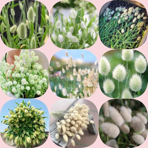 Semillas de cola de liebre - resistentes jardines rocas silvestres y gramíneas ornamentales resistentes semillas jardín en 500pcs