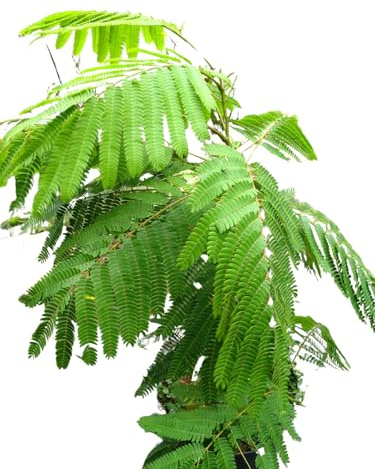 Seidenbaum Albizia julibrissin Umbrella -R- 60-80 cm hoch 7,5 L | Bienenfreundlich & bedingt winterhart – schirmförmiger Wuchs, duftende Blüten und besondere Blattbewegung
