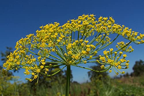 500 Graines de Aneth - Anethum Graveolens - Aneth Common Hill - Fleur Jardin - 316