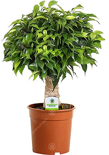 Ficus Green Kinky à Tige Claire - 1 Plante - Arbre Vivant d'intérieur en Pot pour Maison/Bureau