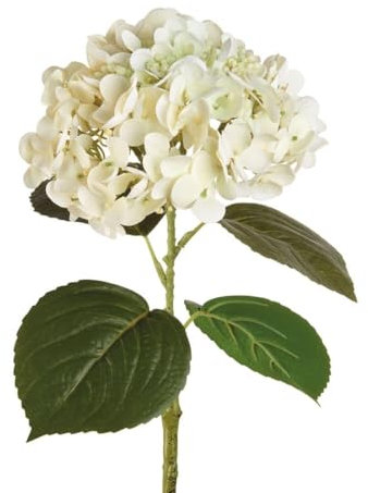 Ortensia Bianca - I Fiori L'Oca Nera