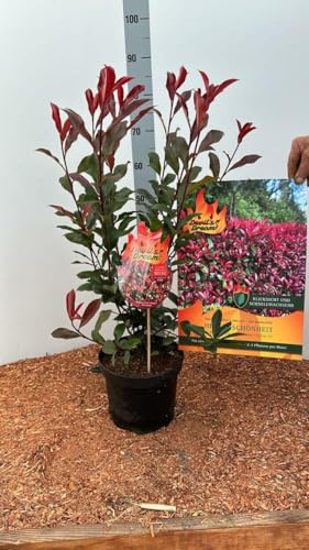 15st. Photinia fraseri 'Devil’s Dream' 40-60cm ohne Topf gemessen– Glanzmispel mit rotem Austrieb | immergrün & winterhart | kompakter Zierstrauch | pflegeleicht | sofort pflanzbar | Heckenpflanzen