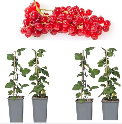 4pcs Red Currant Plant Redcurrant Fruits Bush Ornamental Shrub Sweer Berry Tree 6-12 Inch Tall, No Ship NC,WV,NH,SC,ME