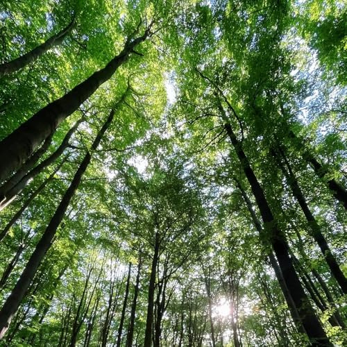 Semi di faggio europeo, Fagus sylvatica, rustiche per balconi acquistare un faggio comune Le perenni sono Le da giardino sono 20pcs