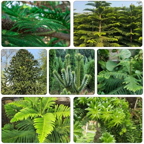 araucaria araucana - exotische zimmerpflanzen stauden winterhart mehrjährig blumengarten gartenpflanze pflanzendeko bonsaibaum kübelpflanzen winterhart mehrjährig baumsamen 25samen
