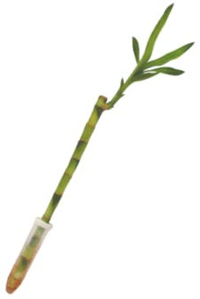 Verdecora Lucky Bamboo | Bambú de la suerte | Planta natural de interior (Recto 30cm)