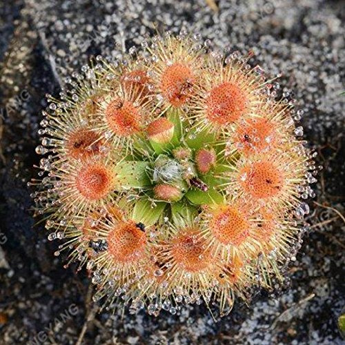 Graines rares Venus Strange Kids Belle Carnivore Plan Seed Graines de fleurs dans un vase Nourriture pour la maison Cordyceps Green Transport