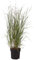 Panicum, Rutenhirse, Heavy Metal, Ziergras, aufrecht, pflegeleicht, winterhart, Gartenpflanze, dekorativ, Staudenpflanze