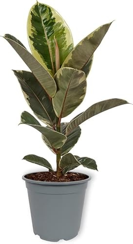 Ficus Tineke Variegata de Hojas Anchas Planta Natural de Interior muy Decorativa