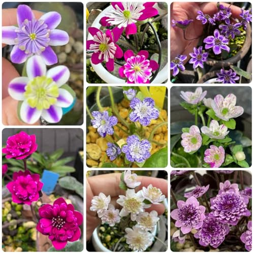 leberblümchen steingartenpflanzen winterhart gartenblumen leberblümchensamen frühlingsblumen, winterharte kübelpflanzen zimmerbonsai 75pcs