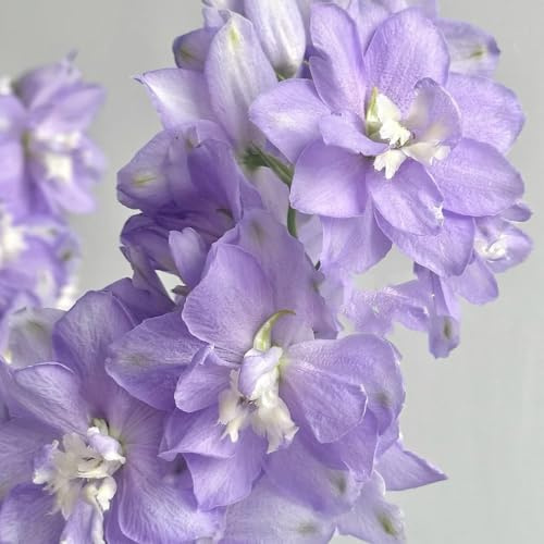Semi di Delphinium, regali da giardino per le donne Semi resistenti alle di Larkspur resistenti all'inverno per balconi da balcone resistenti 80pcs