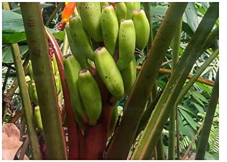 Pcs - 10x Musa (Bananier) Aurantiaca(Musa (Bananier) (Bananier) Ornata Orange) Melon-Banane Jardin Plantes - Graines ID500 - Seeds & Plants Shop by Ipsa