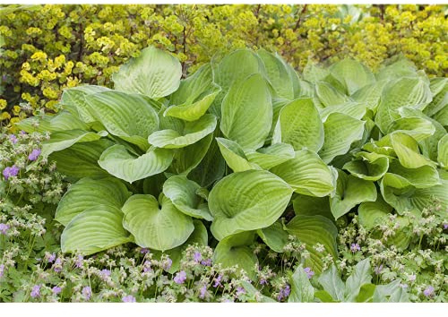 Hosta x cult.'Sum and Substance' - Großblättrige Garten-Funkie 'Sum and Substance' - 11cm Topf