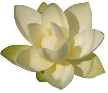 Lotus Weiss Nelumbo nucifera 3 semillas