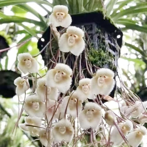 Semi di orchidea scimmia - esotico di biologica semi resistenti interno decorazione resistenti per giardini rocciosi raro serre 150pcs