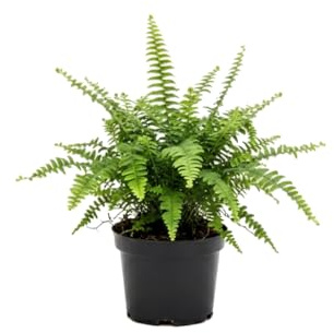 DECOALIVE Nephrolepis Exaltata Helecho espada para Baño Luminoso y Hogar | Diámetro de Maceta 17 cm | Planta de 50 cm