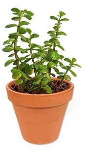 Portulacaria Afra Verde - Maceta de Cerámica - Planta de la Abundancia - Árbol del Dinero - Arbusto Elefante