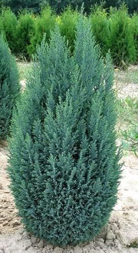 [x1] Ellwoodii Dwarf Conifer | Chamaecyparis lawsonianna | Evergreen | 2ltr
