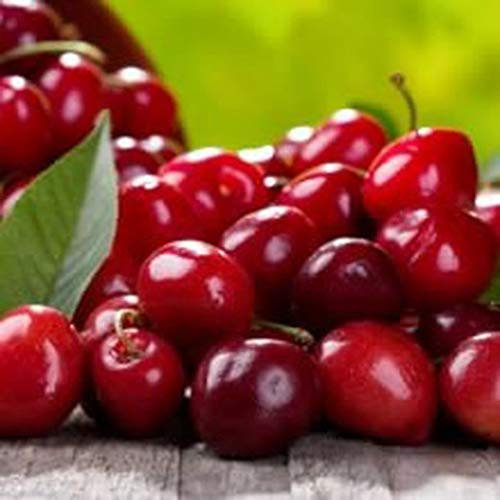 Cerezo Enano Autofértil PORTES GRATIS