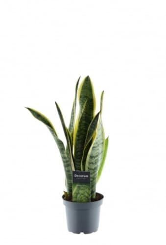 Sansevieria Laurentii, Lengua de suegra, 35-40 cm. Planta natural de hojas largas y verdes con bordes amarillos, resistente y fácil de cuidar. Segura Garden.