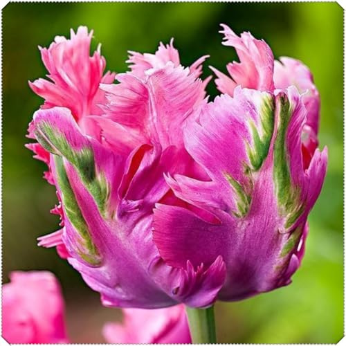 Winterharte Mehrjährige Tulpen rhizome – Herbstpflanzung, langblühend, innen & außen geeignet, Gedeihen in Töpfen-10 rhizome-A