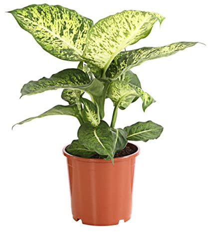 Dehner Dieffenbachie Mars, Dieffenbachia, marmorierte Blätter, 70-80 cm, Ø 19 cm, Zimmerpflanze