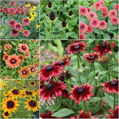 sonnenhut - bodendecker winterhart wiesenblumen pflanzendeko dachbegrünung stauden winterhart mehrjährig pflanzensamen blumensamen sonnenhut 30samen