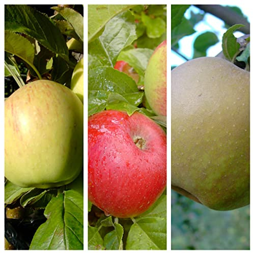 Trio Apfelbaum historische Sorten Dülmener Rosen - Prinz Albrecht - Zabergäurenette mit 7-10 Liter Topfballen
