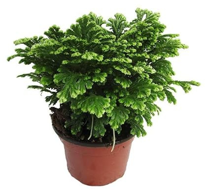 Planta de la Suerte Natural Selaginella Rosa del Desierto