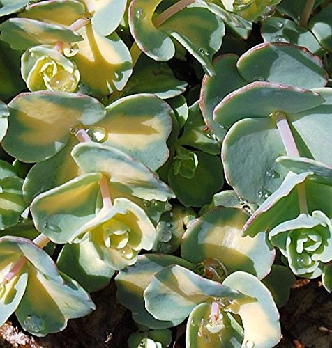 Mauerpfeffer Mediovariegatum - Sedum sieboldii - lebende Gartenpflanze aus den Baumschulen