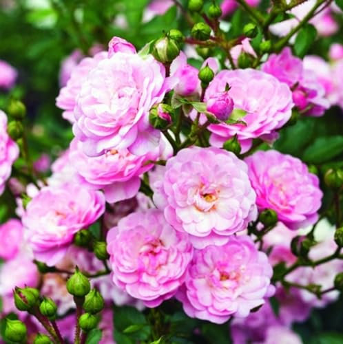 2 x Rosier - Rosa 'The Fairy' pot 25-30 cm - Le rosier couvre-sol enchanteur pour votre jardin
