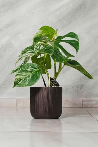 Monstera deliciosa Albo Variegata pianta rara vaso 15cm H 50cm