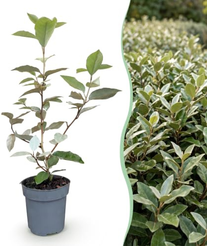 GreenboutiQ - Plantes de haie - Eleagnus ebbingei Compacta - Feuillage Gris - 8 Plantes - 1 Mètre Linéaire - Persistant - Pot de 9cm Hauteur 30-35cm