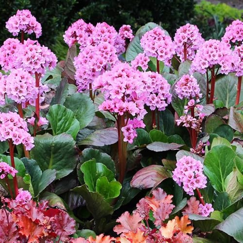 Semi resistenti di Bergenia - per esterni Bergenie da esotiche decorative selvatici, varietà antiche 100pcs