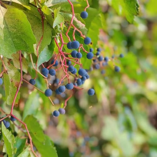 wilder wein kletterpflanze - jungfernrebe grünpflanzen zimmerpflanzen gartendeko für draußen herbstpflanzen winterhart blühend kräutergarten balkon seltene balkonpflanzen 300samen