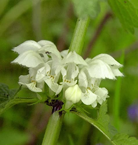 Taubnessel - Lamium album - lebende Gartenpflanze aus den Baumschulen