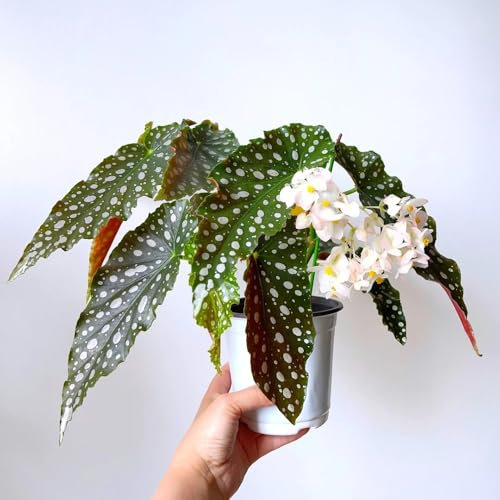 150 pcs Begonien Samen, Begonien Pflanzen, blumen samen, bio saatgut blumen für balkon, exotische pflanzen blumen pflanzen, balkon beet dekoration wohnzimmer zimmerpflanzen wenig