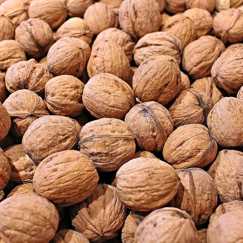 Paul´s Mühle - 5 kg Walnüsse mit Schale (Speisequalität) Tiere & Wildvögel | naturbelassenes Tierfutter für Eichhörnchen, Papageien & Nager - Walnuss Vogelfutter & Wildvogelfutter für Futterzwecke