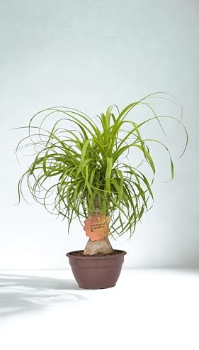 Vannucci Piante - Beaucarnea guatemalensis, Pianta Mangia Fumo, Sempreverde da Interno ed Esterno, pianta vera in vaso