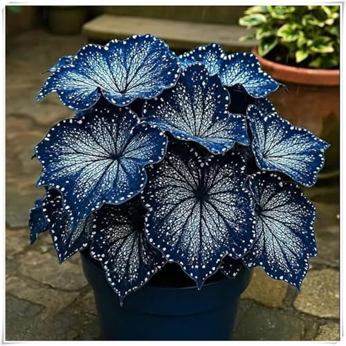 resistenti al freddo e alla siccità,miste,Bulbi di Hosta -Radici selezionate di hosta,adatte per la decorazione di giardini e balconi-4 Bulbi-A