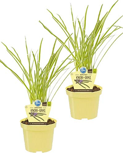 Bio Knobi-Gras (Tulbaghia violacea), Kräuter Pflanzen aus nachhaltigem Anbau