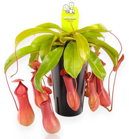 GARDENARIA Nepenthes 'Alata', Nepenthes pianta vera da interno, Pianta carnivora tropicale, vaso da 14 cm, Facile da curare (35-45 cm)