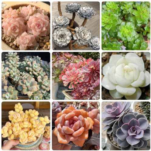 semillas suculentas, semillas orgánicas de jardín verdes de interior de interior para salón exóticas jardín 300pcs