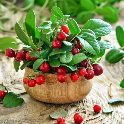 semi di mirtillo rosso - mirtillo rosso - luoghi soleggiati di decorazione dell'di, interno, 100pcs